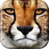 Cheetah Run - Very Funny Running Game