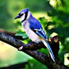 Blue Jays - Bird Watching Sounds, Ringtones, and Alerts