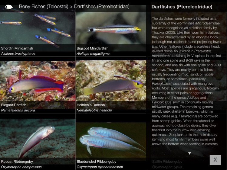 Reef Fishes of the East Indies (Vol. 3)