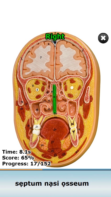 Anatomy Star - Head and Neck