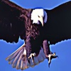 Bald Eagle 's - Bird Ringtones and Sound Effects, Alerts