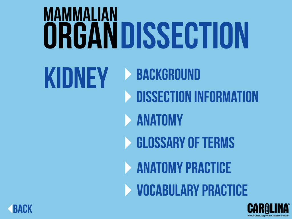 Mammalian Organ Dissection Free screenshot 2