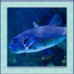 Puffer Fish Simulator 3D