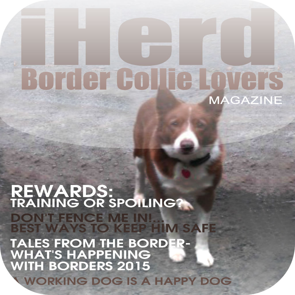 iHerd: Border Collie Lovers Magazine App Icon