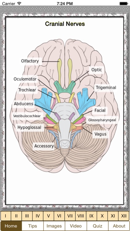 Cranial Nerves Plus