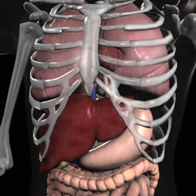 Anatomy 3D Organs for Mac OS X