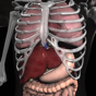 Anatomy 3D Organs app download