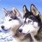 Husky Wallpapers for iPad in High Resolutions, with all lovely Husky puppies and sharp beautiful colors