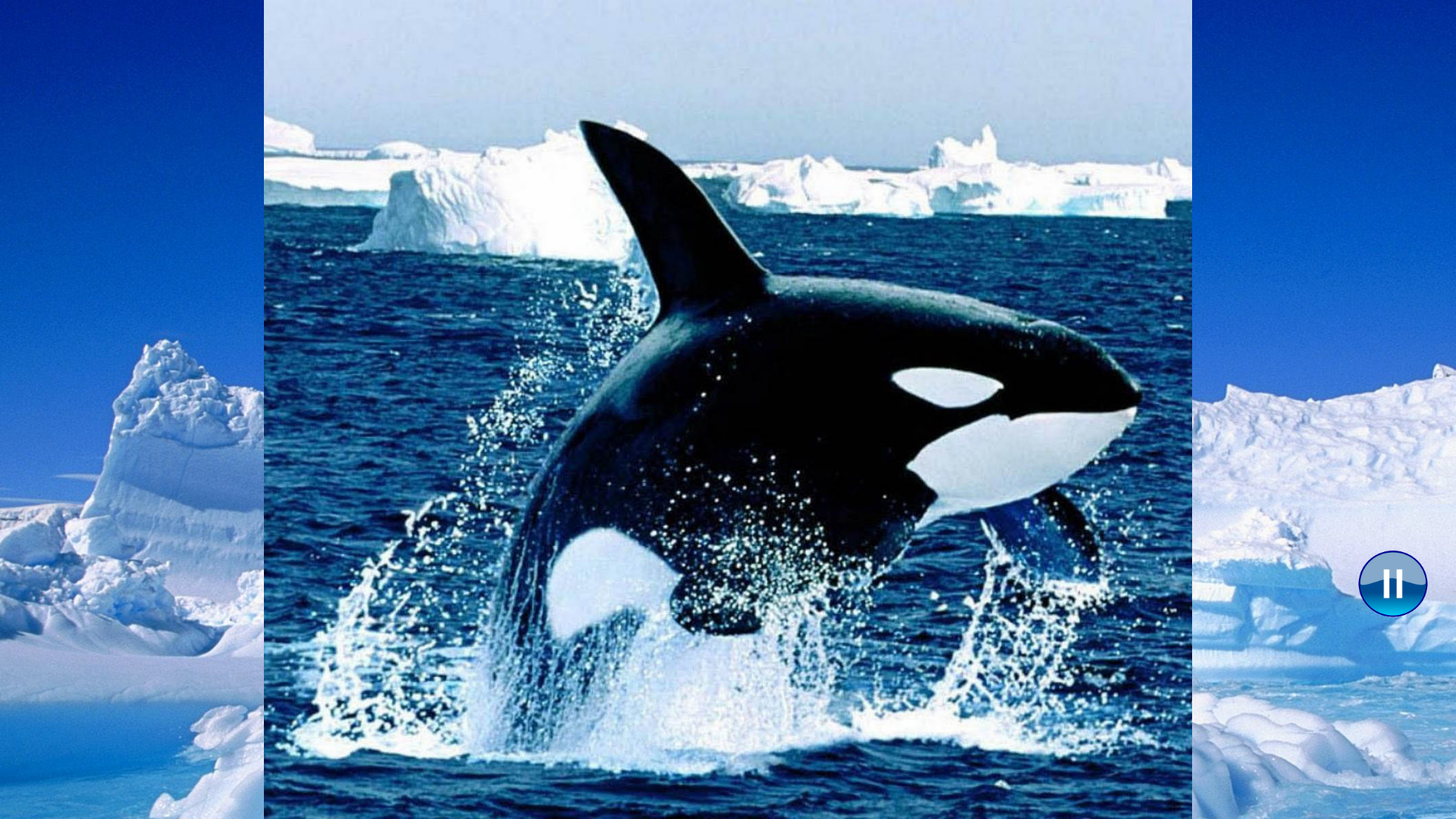 Animals Antarctica screenshot 13