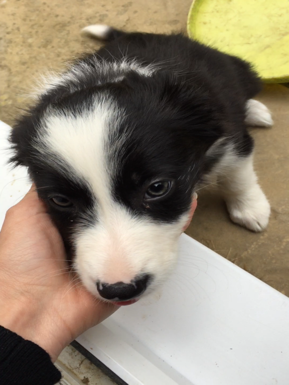 Screenshot #6 pour Simple Selfie Camera - Best HD Photo Cam Editor App with Cute Filter Effect Makeup