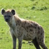 Beautiful Hyena Wallpapers