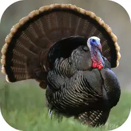 Turkey Hunting Calls! app icon