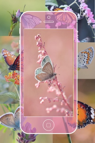 My Butterflies - Info + Pictures screenshot 3