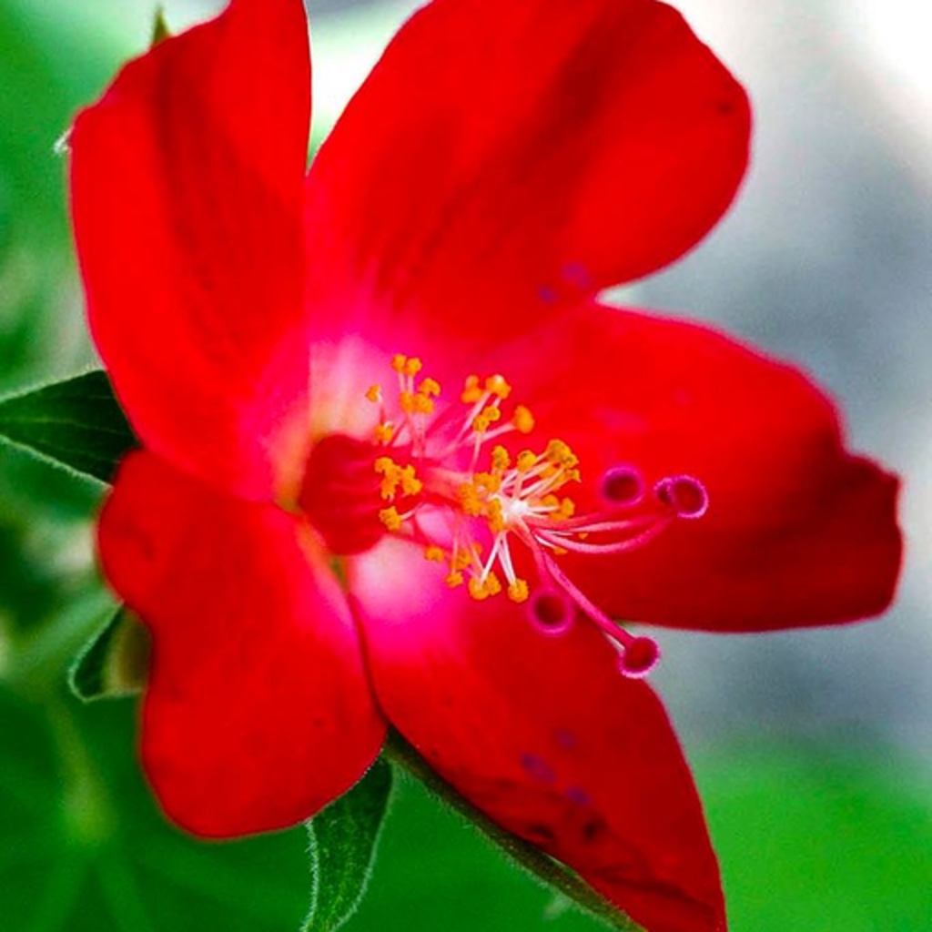 Wildflowers of South Texas icon