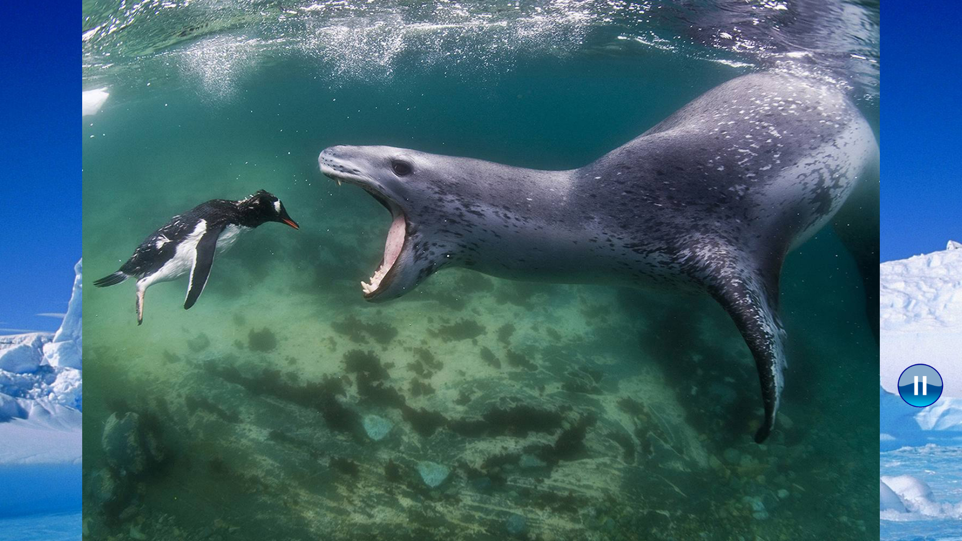 Animals Antarctica