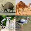 Guess The Animal Quiz