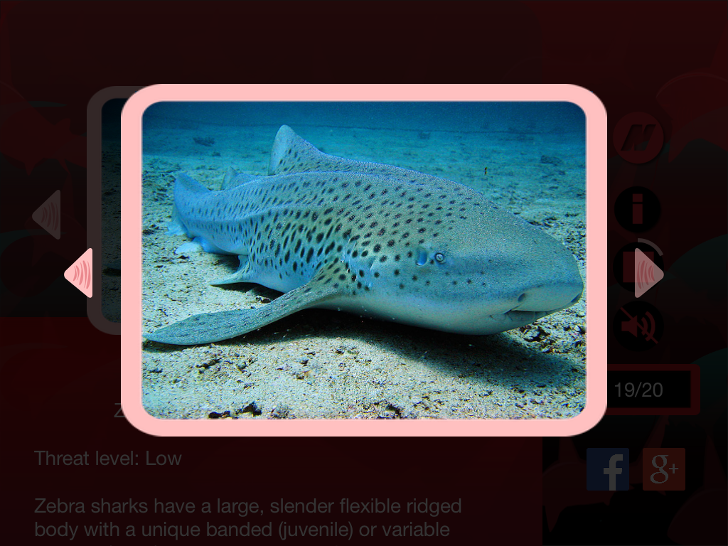 The Best Sharks
