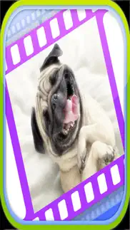 funny dog videos - funniest moments iphone screenshot 1