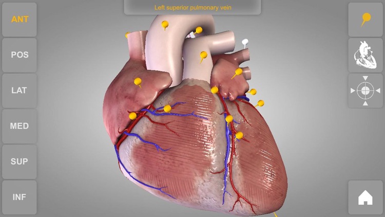 Heart - 3D Atlas of Anatomy screenshot-4