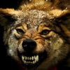 Angry Wolf Hunting Simulator Pro - A Real Safari Hunting Challenge
