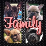 Frenchie Family - French Bulldog Pack Builder