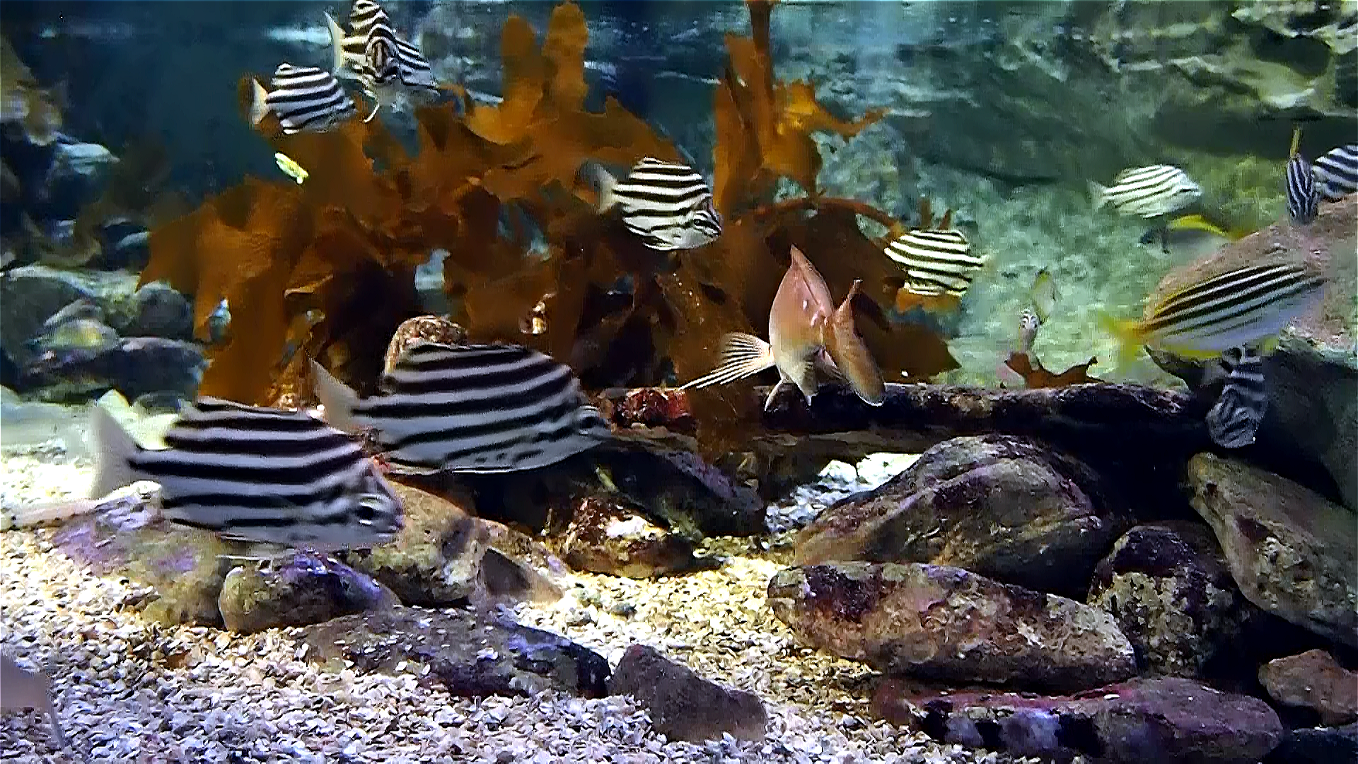 Aquarium live HD TV screenshot 4