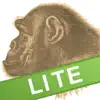 Ape Test Lite contact information