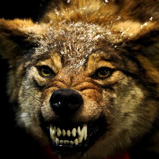 Angry Wolf Hunting Simulator - A Real Safari Hunting Challenge