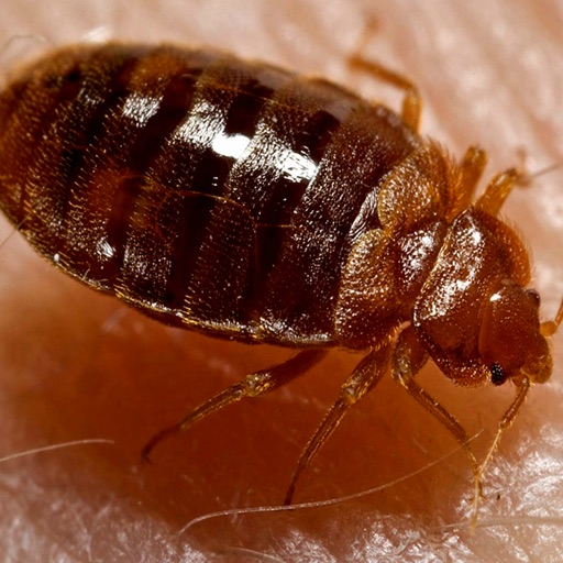 Bed Bugs: How To Kill and Get Rid of Bed Bugs icon