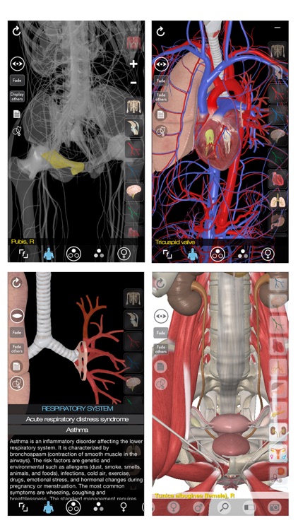 3D Organon Anatomy