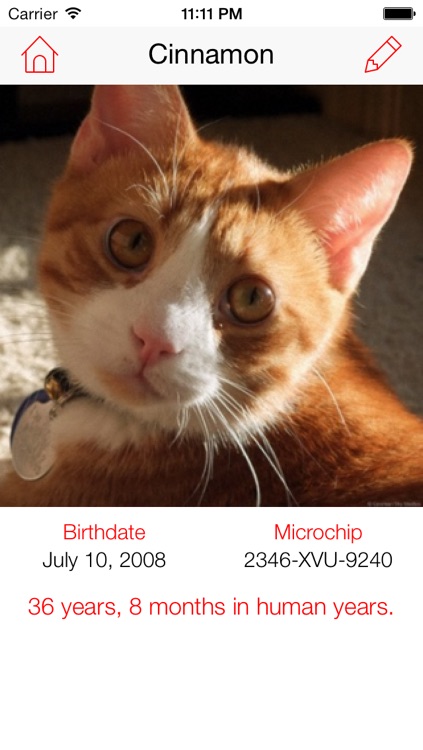 Pet Age Calculator: Convert Pet Age to Human Years