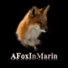 AFoxInMarin for iPad