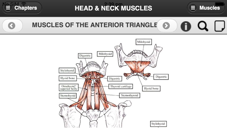 Flash Anatomy Head & Neck Muscles - Free