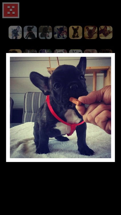Frenchie Family - French Bulldog Pack Builder screenshot-4
