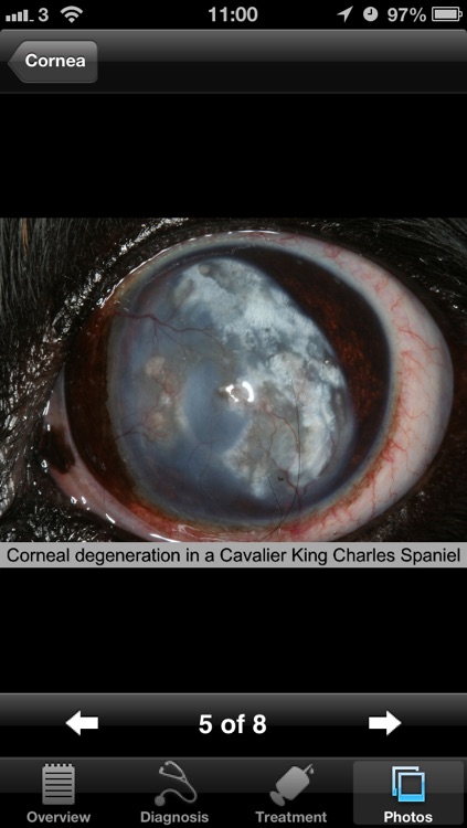Canine Ophthalmology