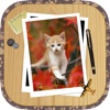 Kitten Slide Puzzles