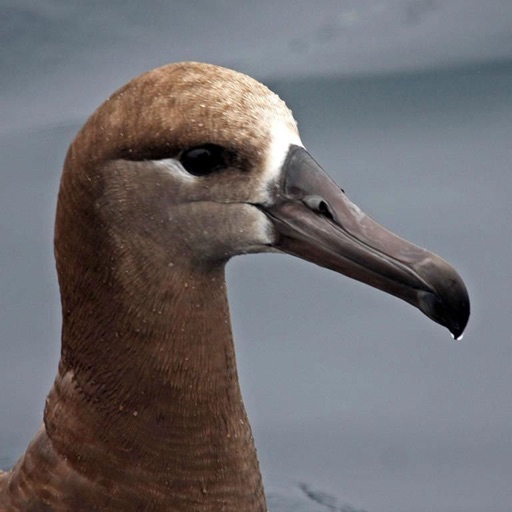 Birds of AF icon