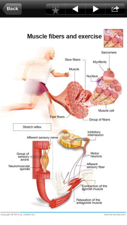 Miniatlas Sports Injuries