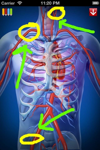 Med Sketch Lite: Anatomy Drawing App screenshot 4