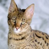 Exotic Cat Breeds