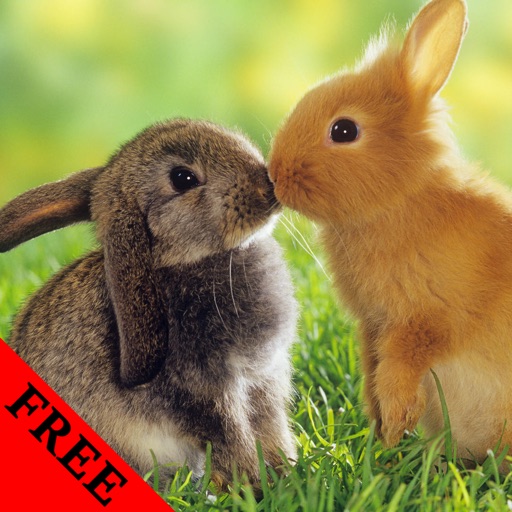 Rabbit Video and Photo Galleries FREE icon