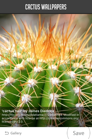 Cactus Wallpaper screenshot 2