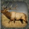 7 Perfect Elk Calls and calling instructions in your pocket always with you