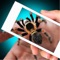 Scary Spider Hand Prank