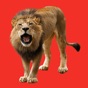 Lion Booth app download