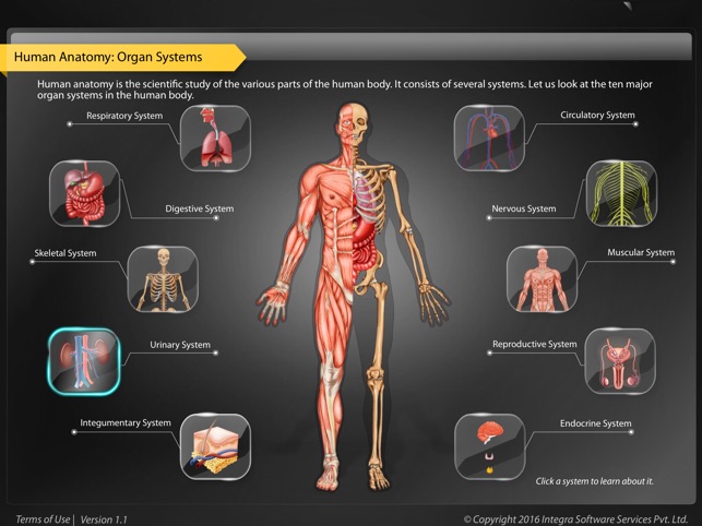 Human Anatomy Explorer Urinary System(圖1)-速報App