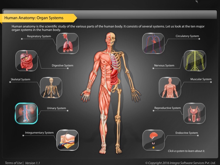 Human Anatomy Explorer Urinary System