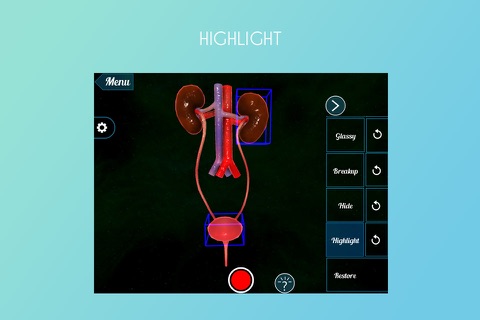 Human Excretory System 3D screenshot 3