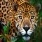 The jaguar, Panthera onca, is a big cat, a feline in the Panthera genus, and is the only extant Panthera species native to the Americas