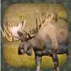 Moose Hunting Calls App Delete